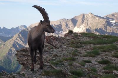 Capra ibex