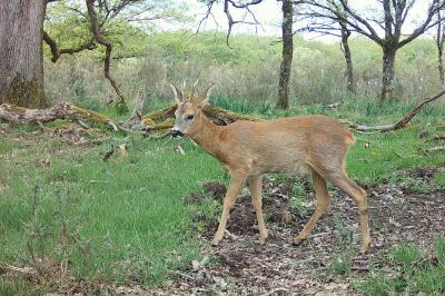 Capreolus capreolus