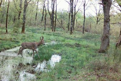 Capreolus capreolus