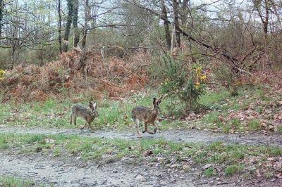 Lepus europaeus