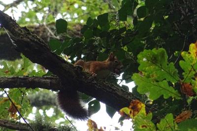 Sciurus vulgaris