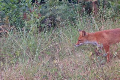 Vulpes vulpes