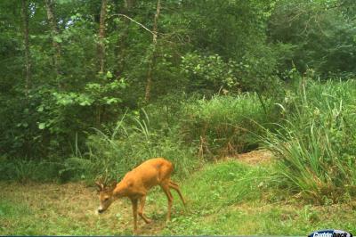 Capreolus capreolus