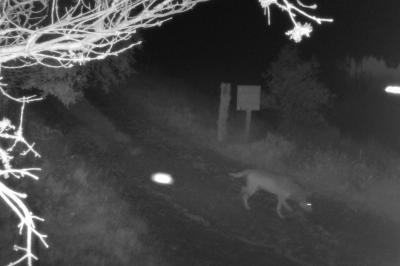 Canis lupus