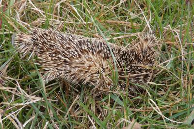 Erinaceus europaeus