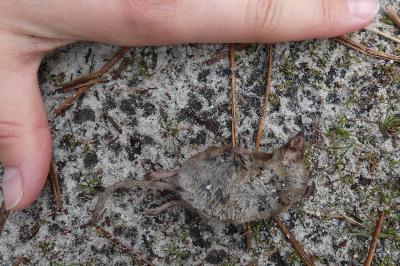Soricidae