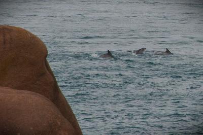 Tursiops truncatus
