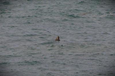 Halichoerus grypus