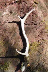 Cervus elaphus