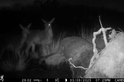 Cervus elaphus