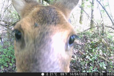 Capreolus capreolus