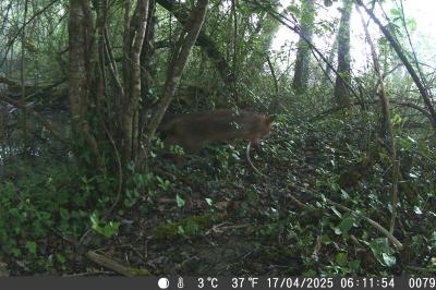 Vulpes vulpes