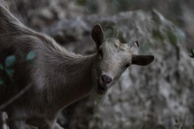 Capra hircus