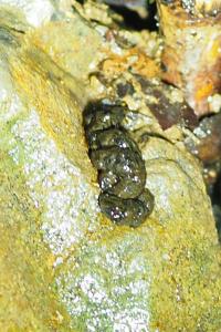 Galemys pyrenaicus