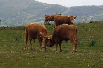 Bos taurus