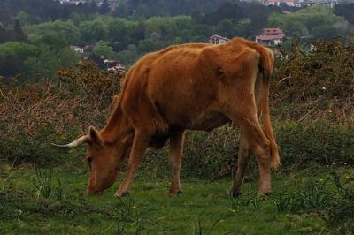 Bos taurus