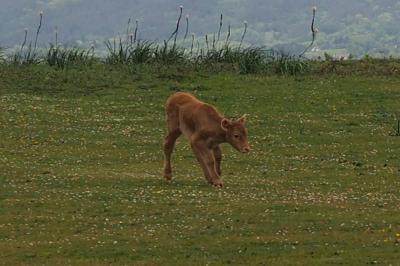 Bos taurus