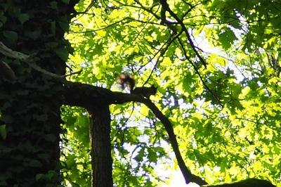 Sciurus vulgaris