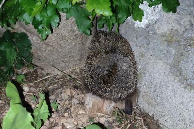 Erinaceus europaeus