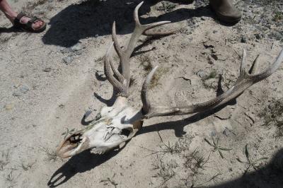 Cervus elaphus