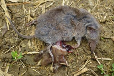 Crocidura