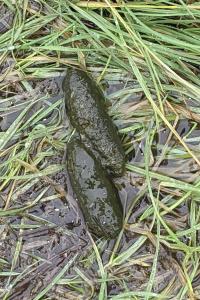 Myocastor coypus