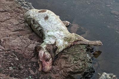 Canis familiaris