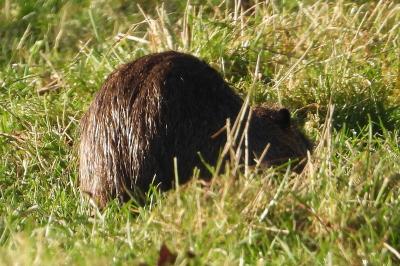 Myocastor coypus