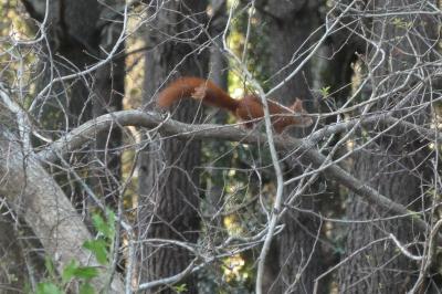 Sciurus vulgaris