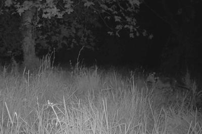 Vulpes vulpes