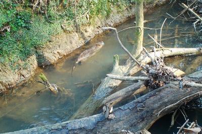 Myocastor coypus