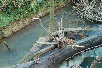 Myocastor coypus
