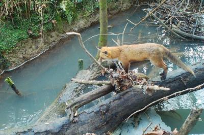 Vulpes vulpes
