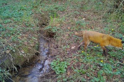 Vulpes vulpes