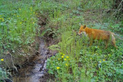 Vulpes vulpes
