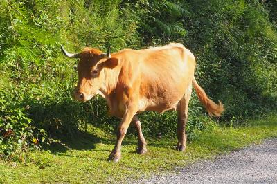 Bos taurus