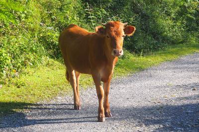 Bos taurus
