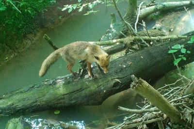 Vulpes vulpes