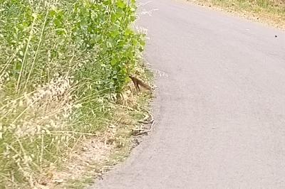 Sciurus vulgaris