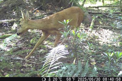 Capreolus capreolus