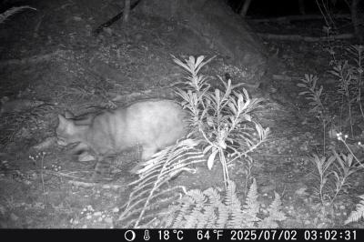 Felis silvestris