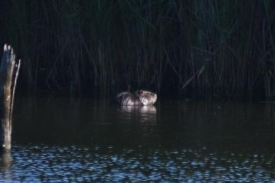 Myocastor coypus