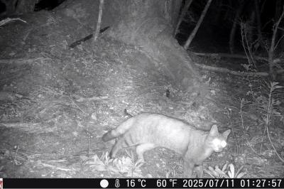 Felis silvestris