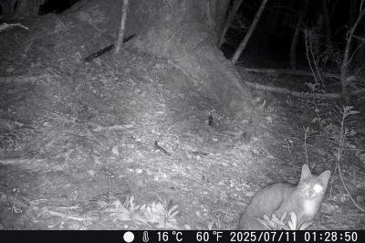 Felis silvestris