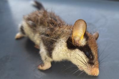 Eliomys quercinus