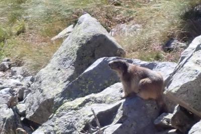 Marmota marmota