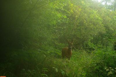Capreolus capreolus