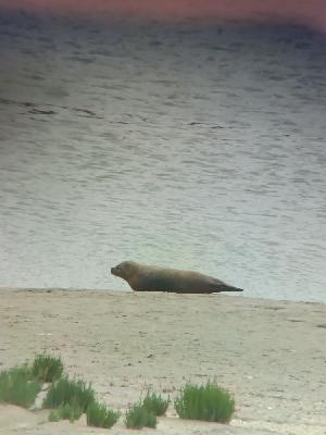 Phoca vitulina