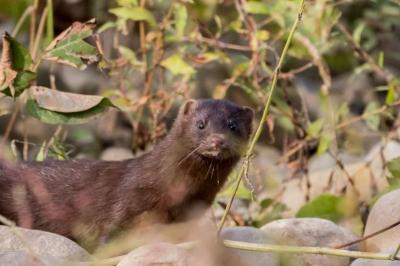 Mustela vison
