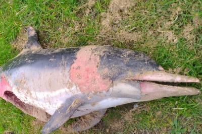 Delphinus delphis